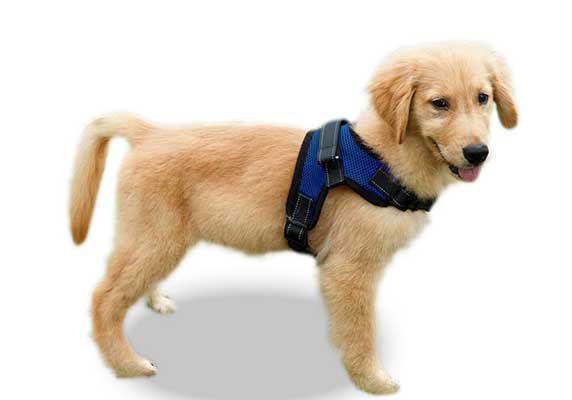 Copatchy No Pull Adjustable Dog Harness with Handle