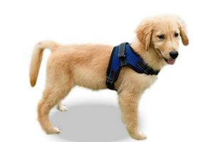 best dog harnesses reviews